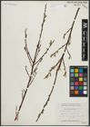 Foto von Salix arbusculoides Andersson